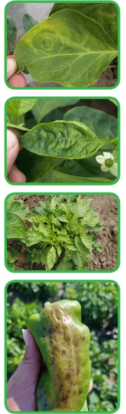 MASPLANT (antes ORGANOVIR -F) botella de 1 litro - Imagen 2